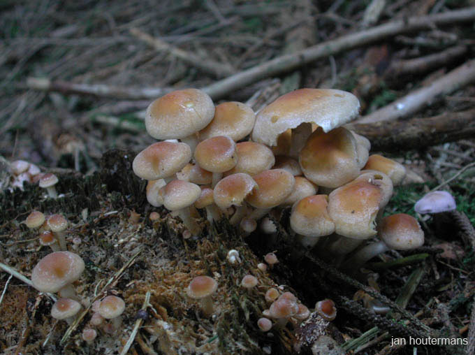 wienerwald_020
