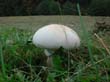 wienerwald_015