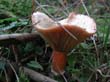 wienerwald_016