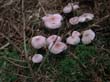 wienerwald_017