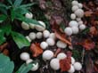 wienerwald_019