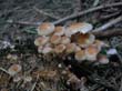 wienerwald_020