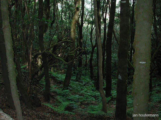 lagomera_2002_2_07