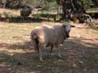 mallorca_2003_02_002