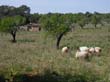 mallorca_2003_03_005