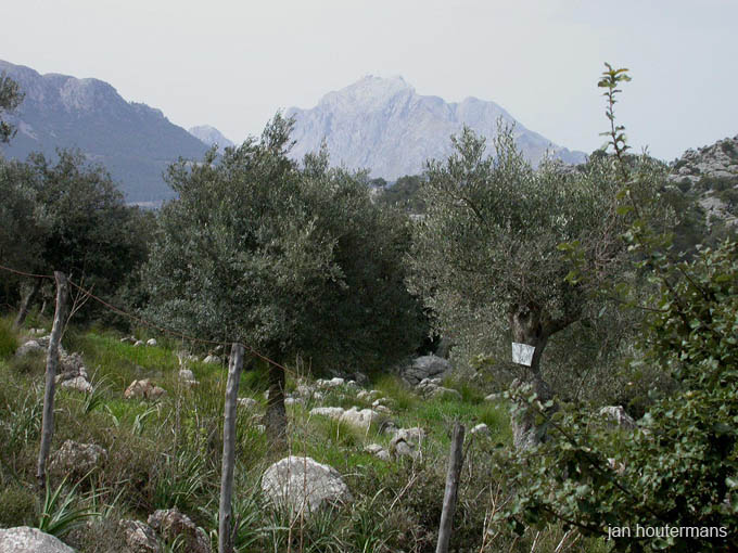 mallorca_2003_04_010