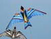 kite26