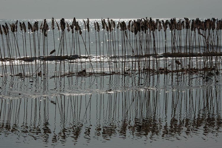 cervia05-07