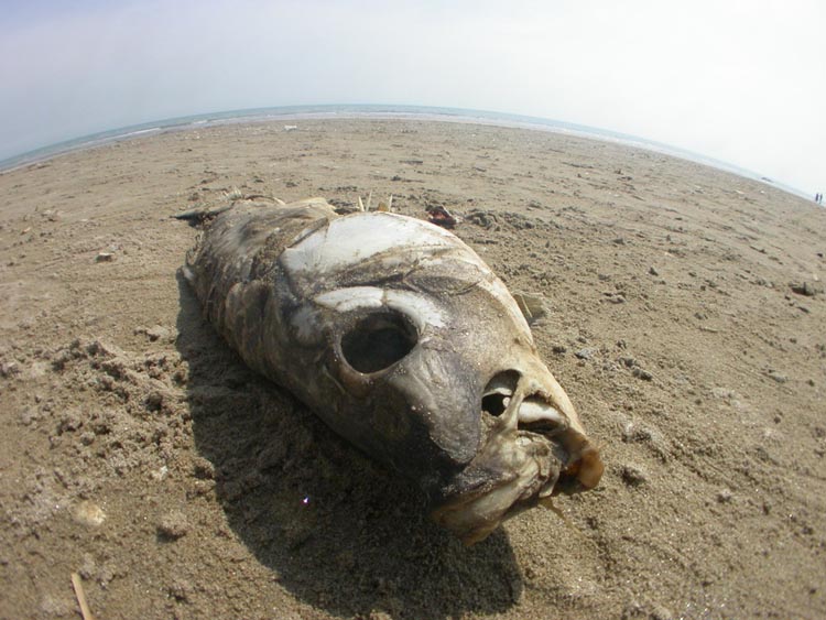cervia05-39
