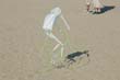 cervia05-20