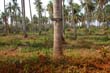 thai2005_0048