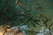 thai2005_0694