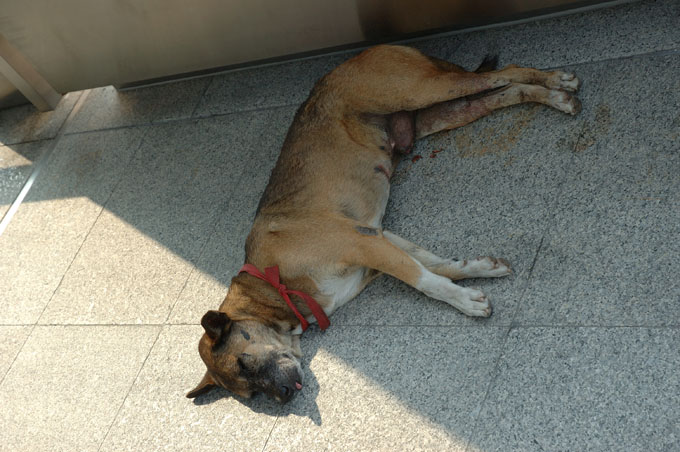 thai2005_0720