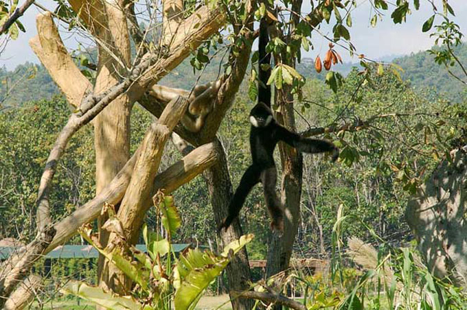 thai0022