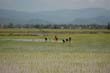 02_nanam_003
