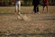 09_luang_5_010