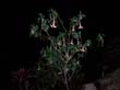 laos_2008_025